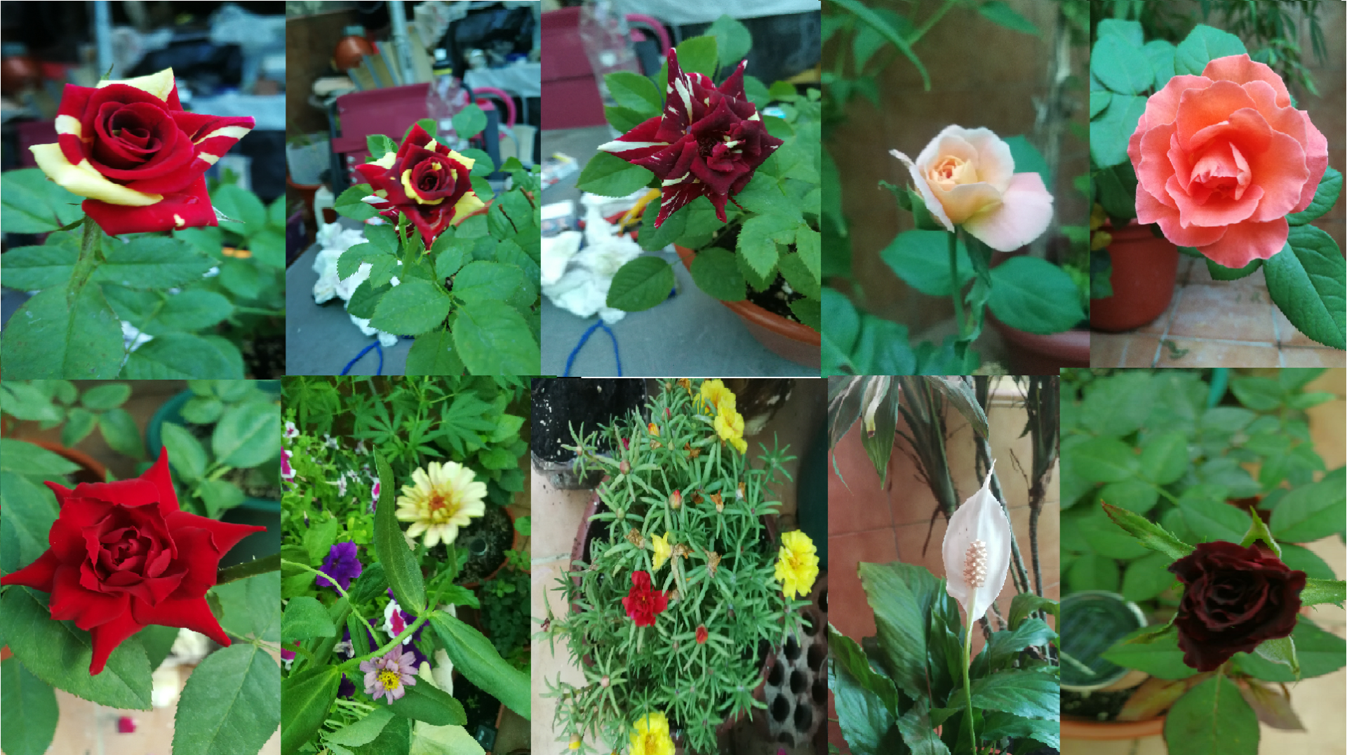El Jardín de Anael  [planta Tú propio jardín y decora Tú propia alma, en lugar de esperar a que alguien Te traigan flores. (Jorge Luis Borges )]